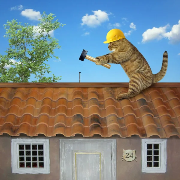 Cat builder on roof