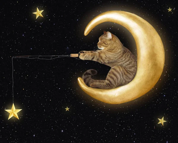 Gato na lua captura estrelas — Fotografia de Stock