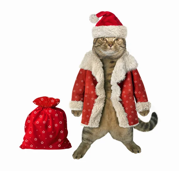 Katze Weihnachtsmann und Geschenke — Stockfoto