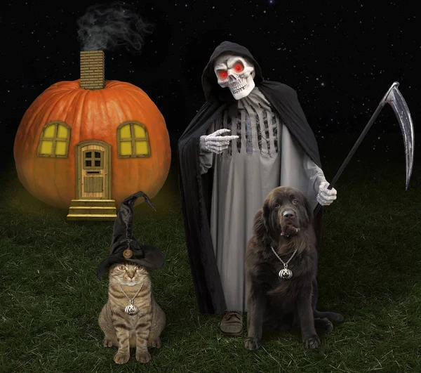 Halloween cat and dog 3 — Stock Photo, Image