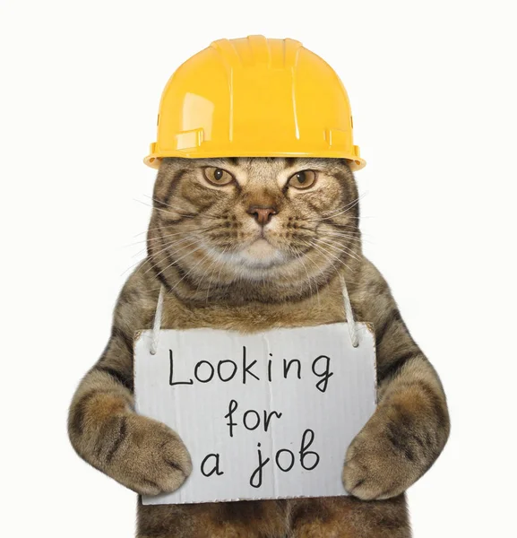 Cat constructeur besoin d'emploi — Photo
