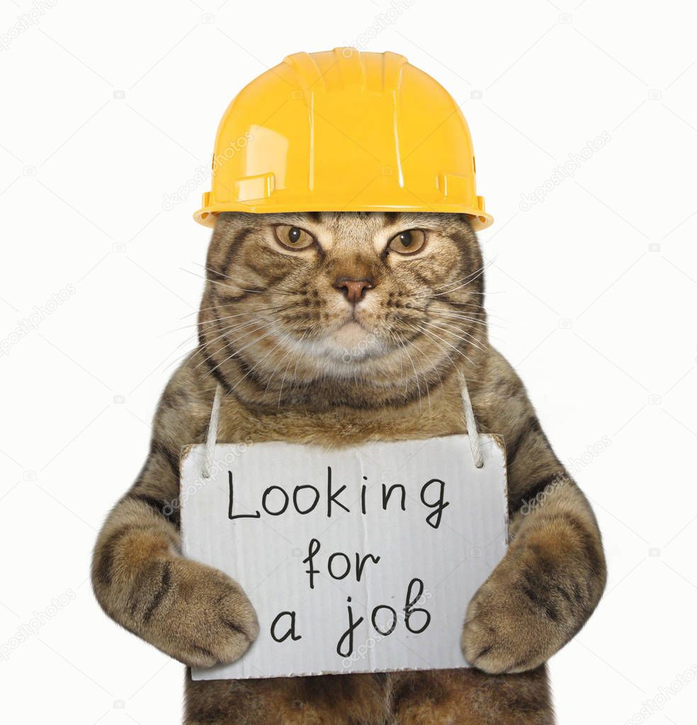 Cat builder need job