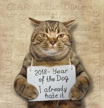 Yeni yıl 2018 kedi 2