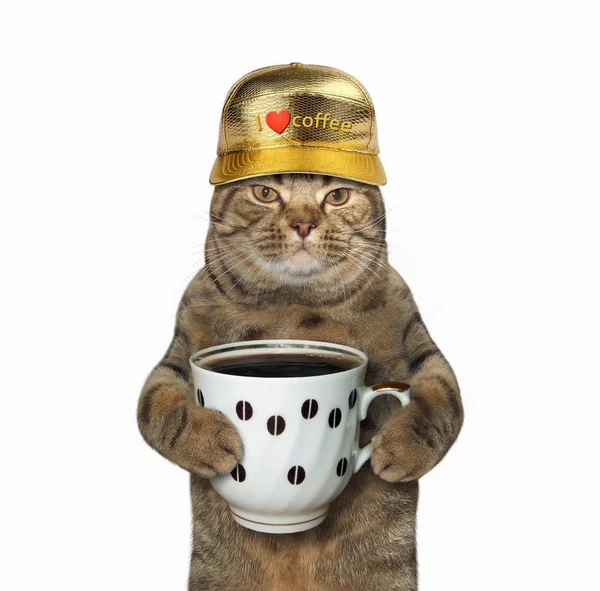 Kot z filiżanki kawy 2 — Zdjęcie stockowe