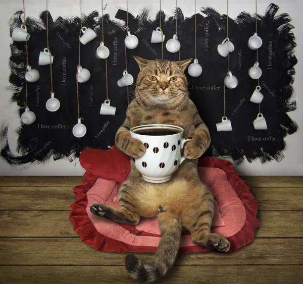 Kot z filiżanką kawy na leżaku — Zdjęcie stockowe