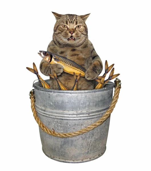 Gato en cubo con pescado — Foto de Stock