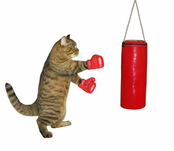 Gato en guantes de boxeo — Foto de Stock