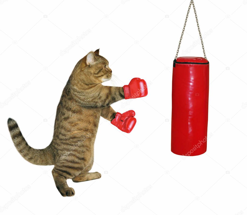 Cat in boxing gloves