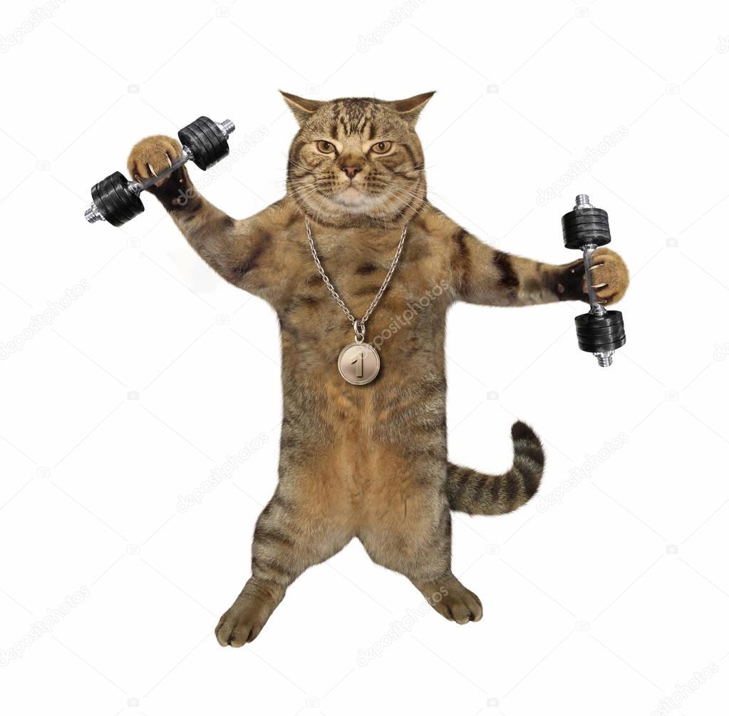 Cat athlete with dumbbells