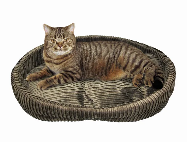 Кот в круглой кровати — стоковое фото
