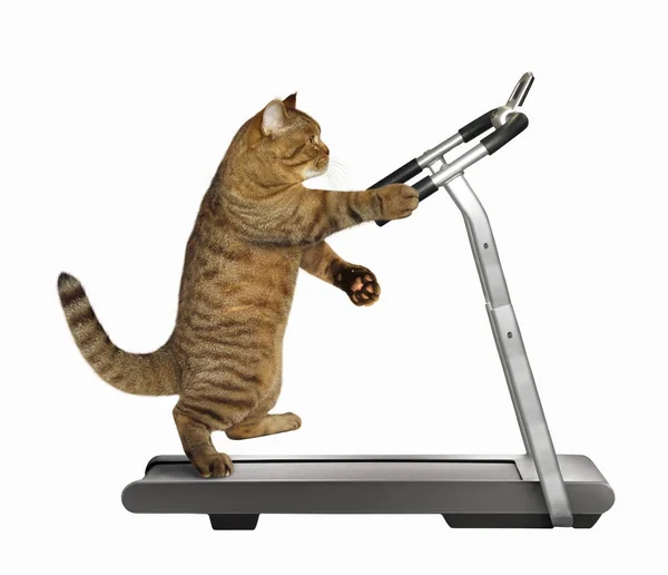 Atleta gato en una cinta de correr — Foto de Stock