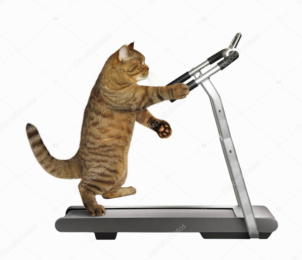 Cat athlete on a treadmill