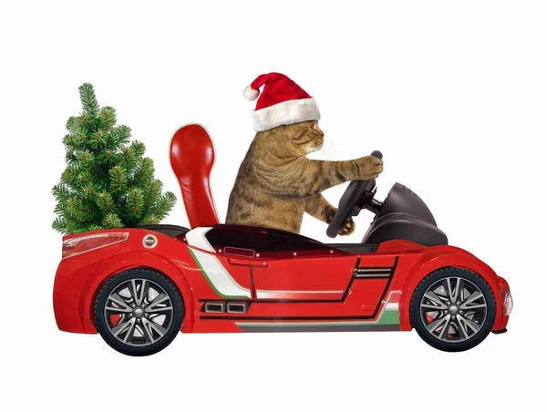 Kočka v červeném autě 2 — Stock fotografie