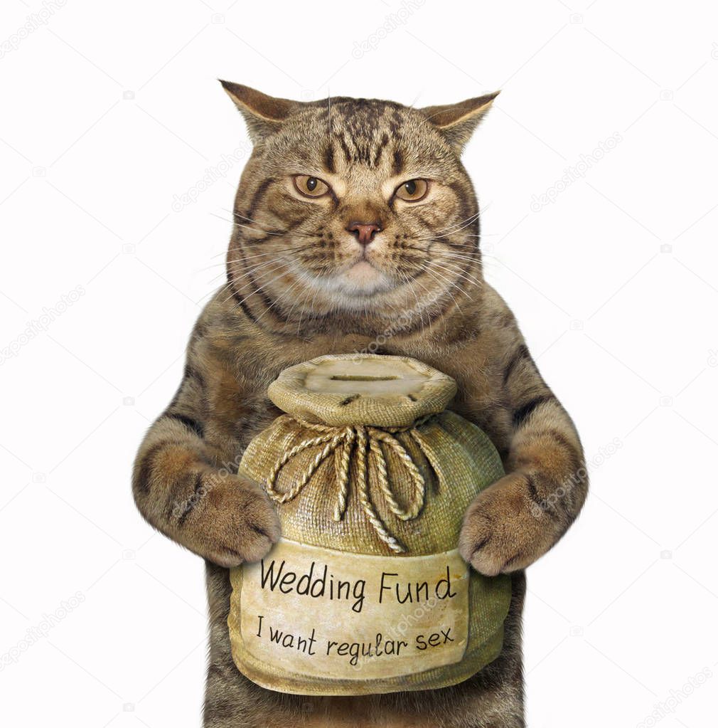 Cat with a money box for wedding