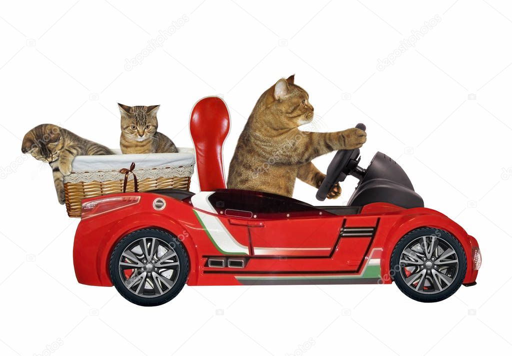 Cat in a red car 3