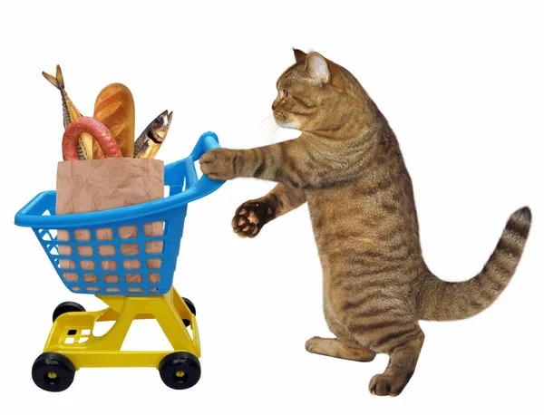 Kedi ve gıda ile sepeti