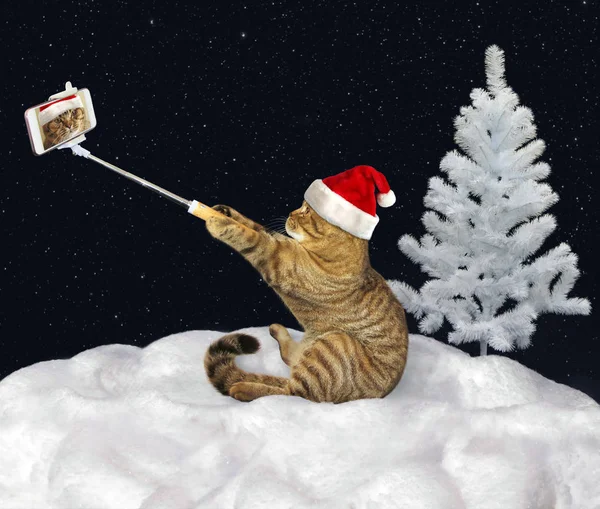 Kočka dělá selfie na sněhu — Stock fotografie