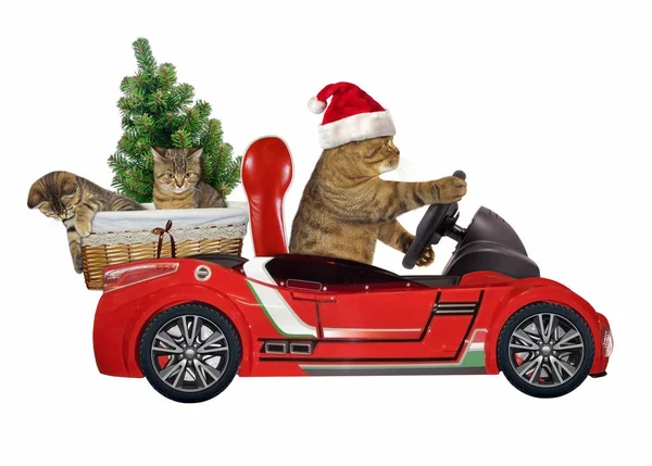 Кот в красной машине 4 — стоковое фото