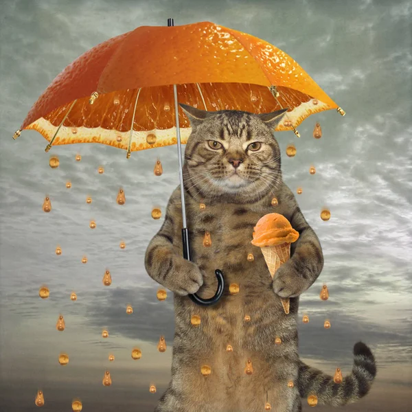 Cat with an orange umbrella — Stock Photo, Image