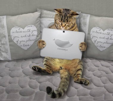 Gri bir kanepe üstünde defter ile kedi