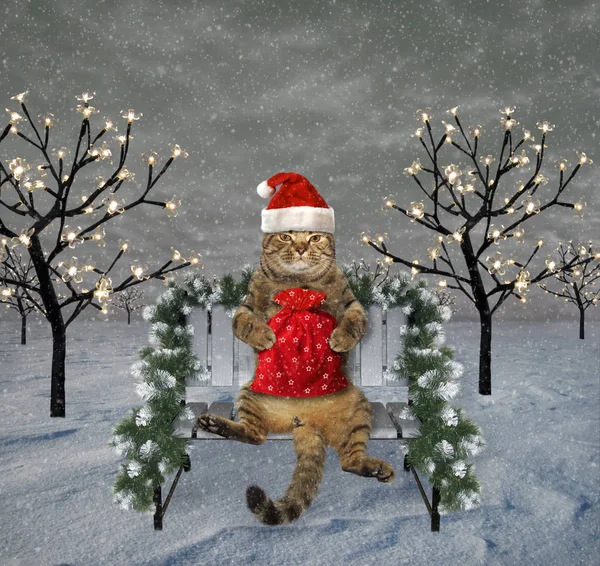 Katt på en bänk och nytt år — Stockfoto