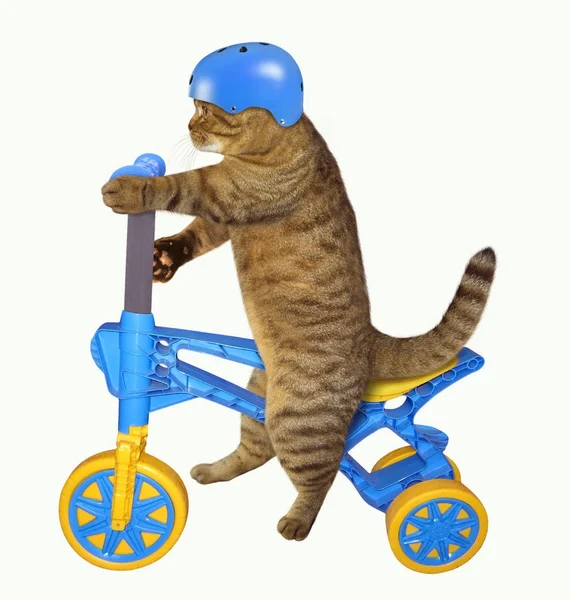 Gato em um capacete em uma bicicleta — Fotografia de Stock