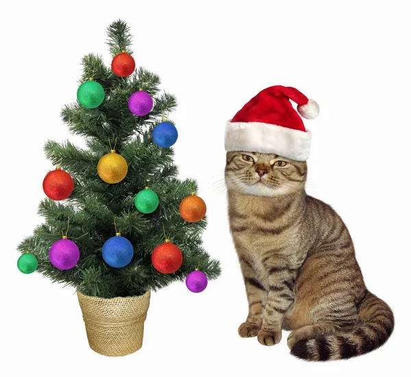 Kočka u vánočního stromu — Stock fotografie