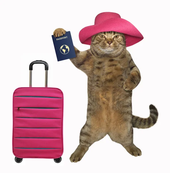 Turista gato possui um passaporte — Fotografia de Stock