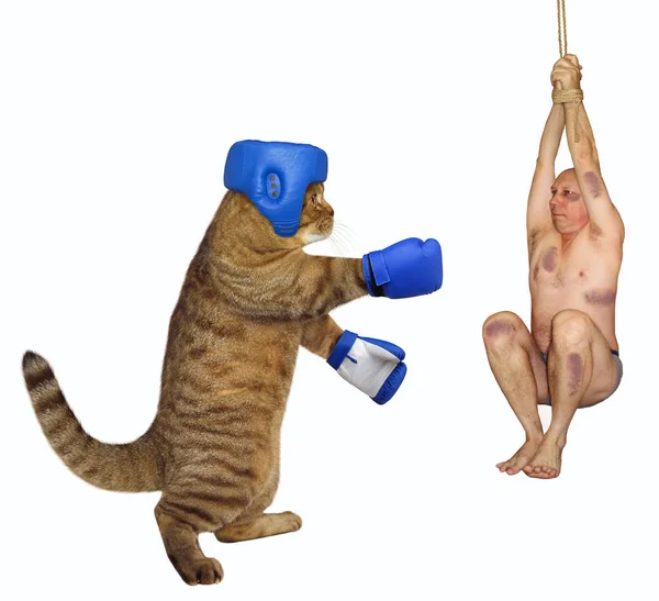 Gato boxeador y hombre — Foto de Stock