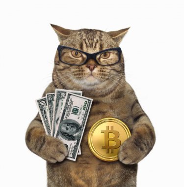 Bitcoin ve dolar ile kedi