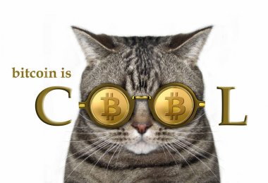 Kedi bitcoin gözlük 2