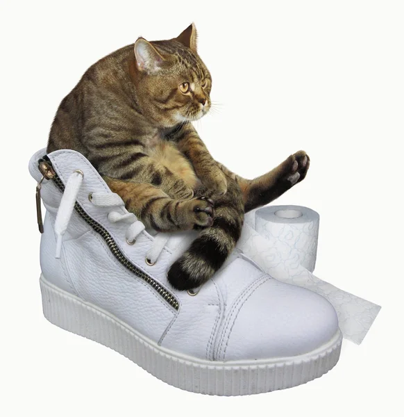 男の靴 2 の上の猫 — ストック写真