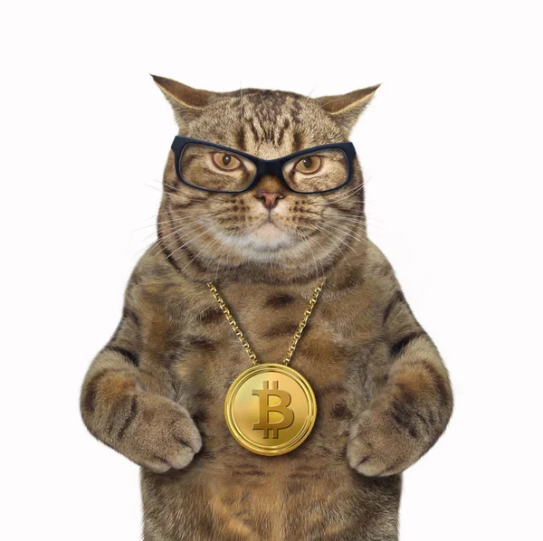 Gato com medalhão bitcoin — Fotografia de Stock