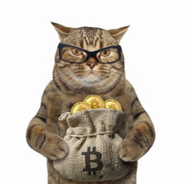Bitcoins bir torba ile kedi