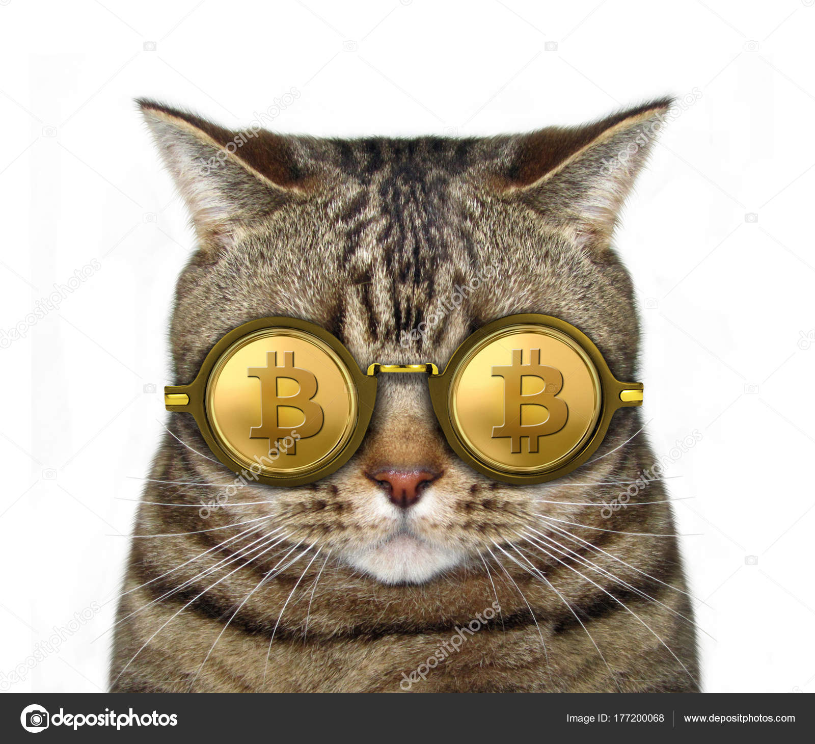 Bitcoin 안경에 고양이 — 스톡 사진 © Iridi #177200068