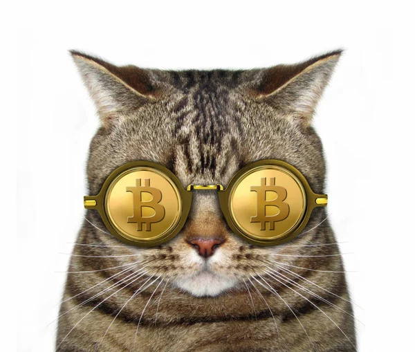 Kot Okularnik bitcoin — Zdjęcie stockowe