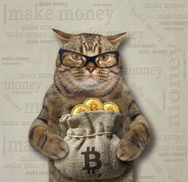 Bitcoins 2 çuval ile kedi