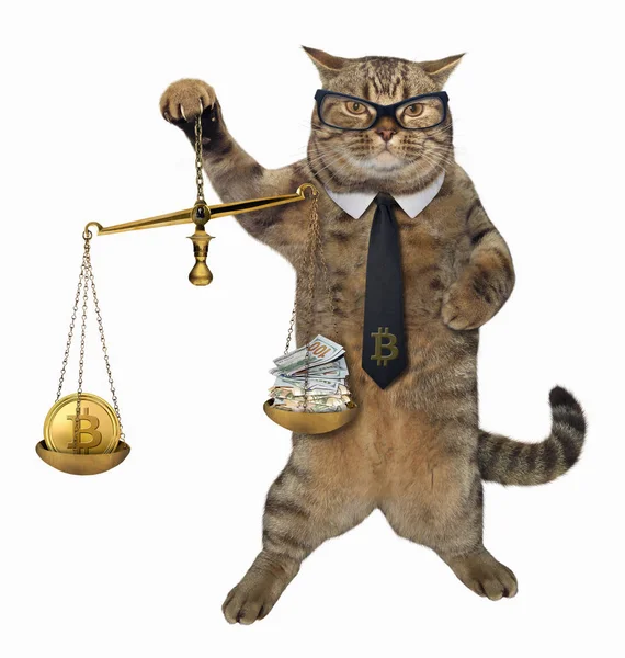 Kočka s měřítkem spravedlnosti — Stock fotografie