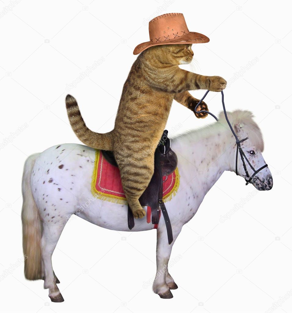 Cat cowboy on a horse