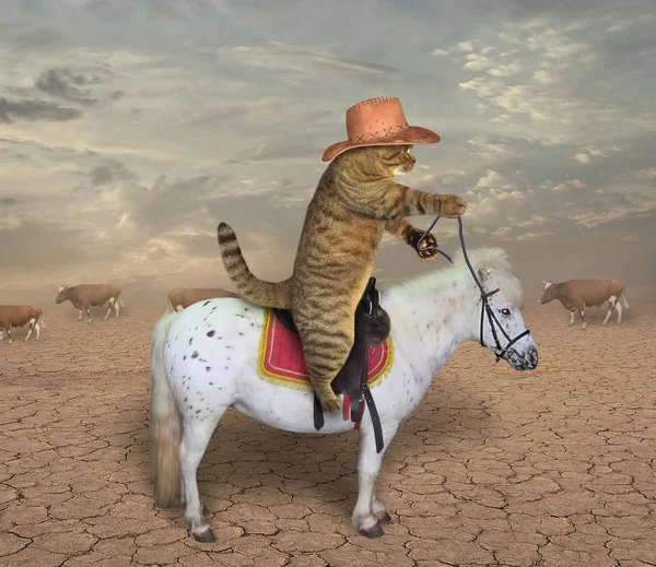 Cat cowboy on a horse 2 — Stock Photo, Image