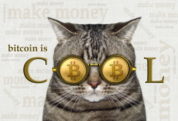 Kočka v bitcoin brýle 3 — Stock fotografie