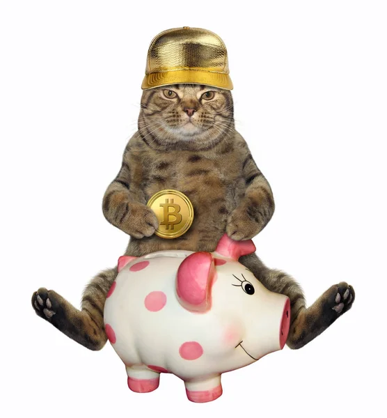 Кот с копилкой для биткойнов 2 — стоковое фото