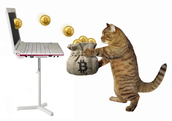 Cat vybere bitcoiny v sáčku — Stock fotografie