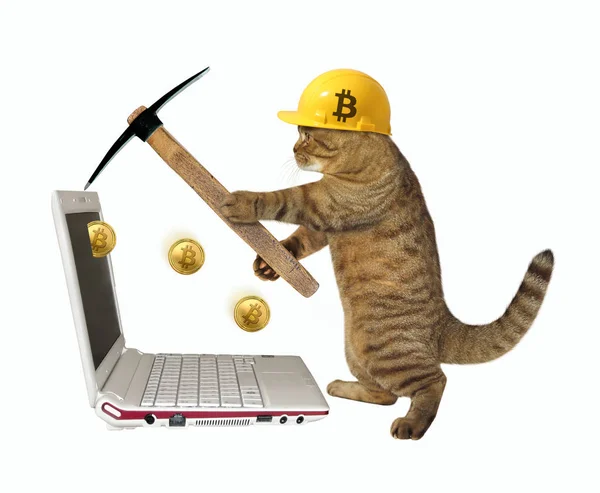 Kočka v dolech bitcoins helma — Stock fotografie