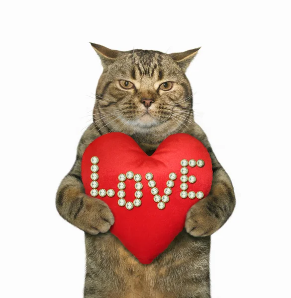 Katze mit rotem Herz — Stockfoto
