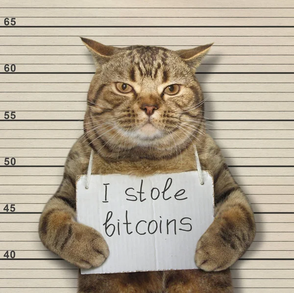 Cattive gatto ha rubato bitcoin — Foto Stock