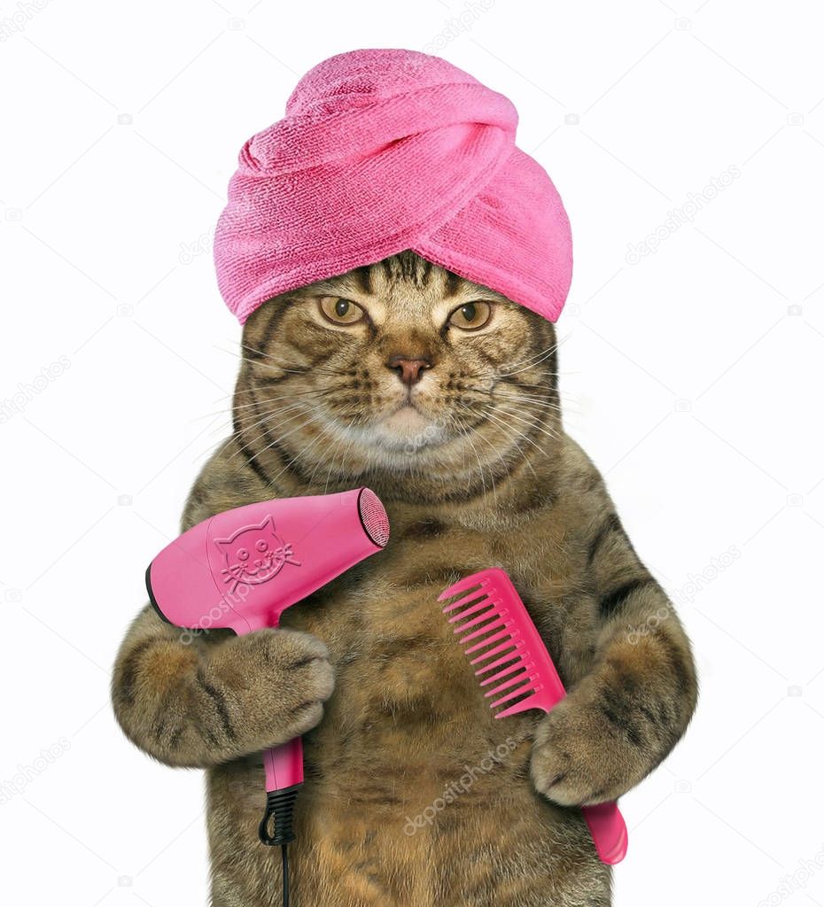 Cat with hair dryer and comb