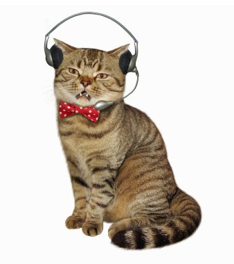 Kulaklık mikrofon ile kedi