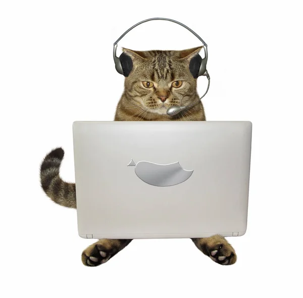 Cat in headphones with a laptop — Stock Photo, Image