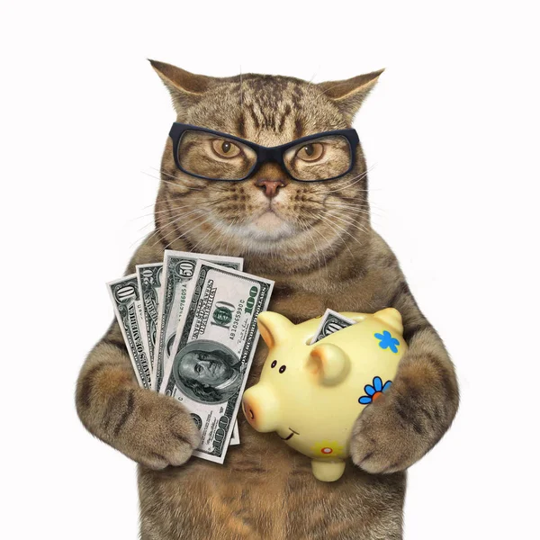 Katze mit Sparschwein für Dollars — Stockfoto